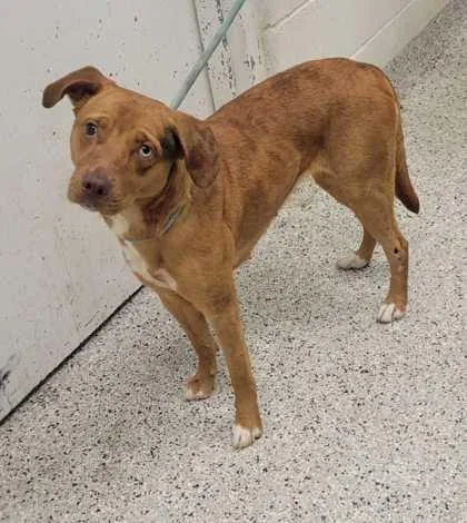 An adult medium-sized female Red / Chestnut / Orange Mixed Breed dog named Geraldine for adoption in Kansas City, MO