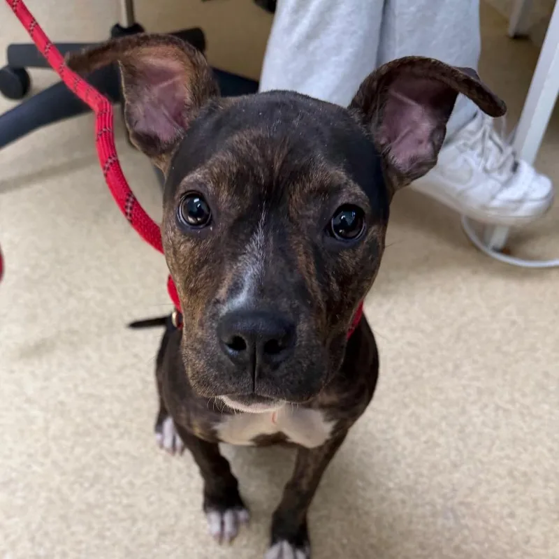A baby small-sized female Black Pit Bull Terrier dog named Penelope for adoption in Deerfield, IL