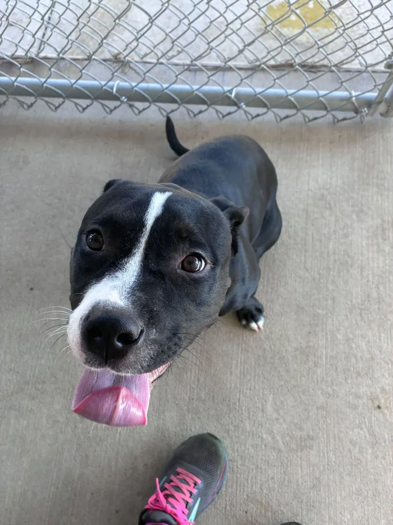 An adult medium-sized female Black Pit Bull Terrier dog named Rockette for adoption in Clinton, IL