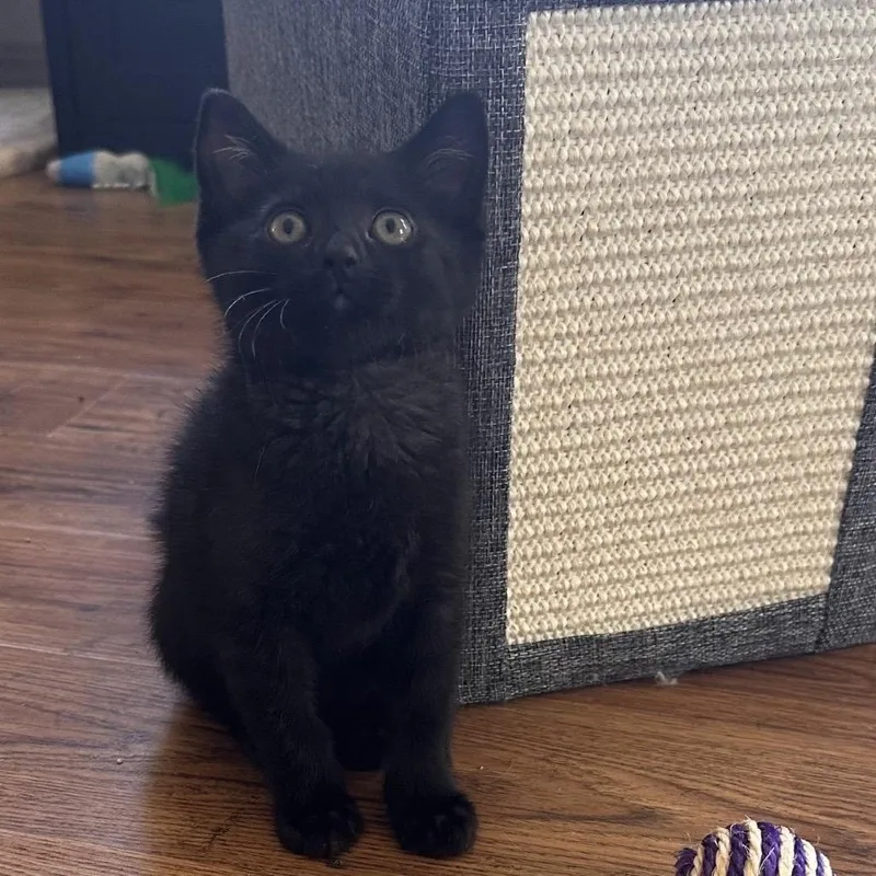 A baby small-sized male Black Domestic Short Hair cat named Cabomba for adoption in Williston, FL