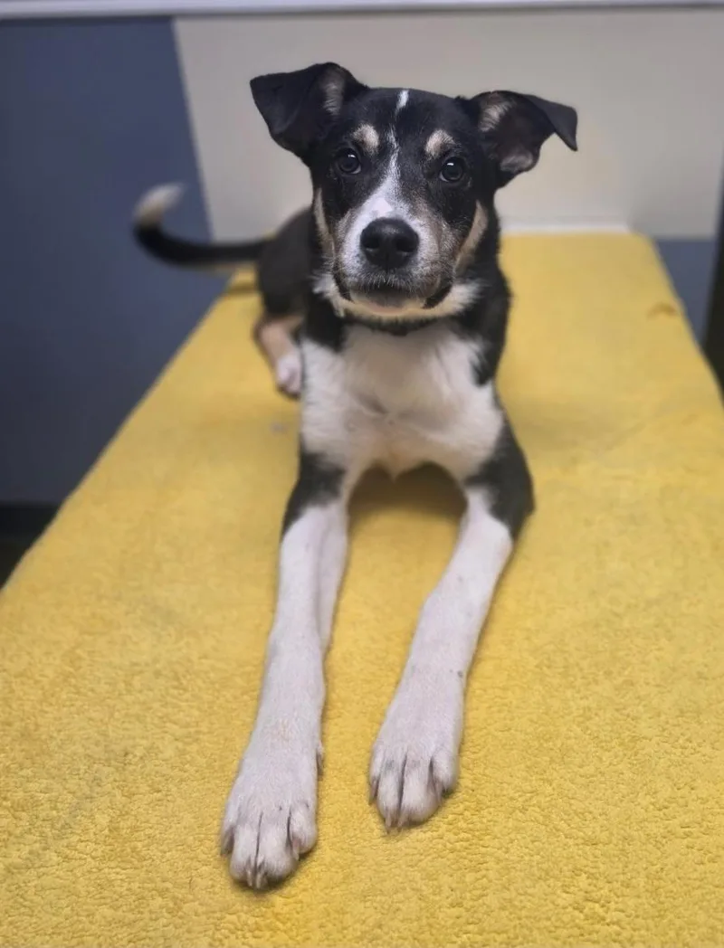 A baby medium-sized male Border Collie dog named Silas for adoption in Lacona, NY