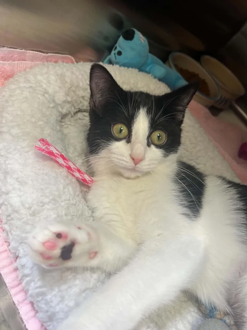 A baby medium-sized female Black & White / Tuxedo Domestic Short Hair cat named Easel for adoption in Chambersburg, PA