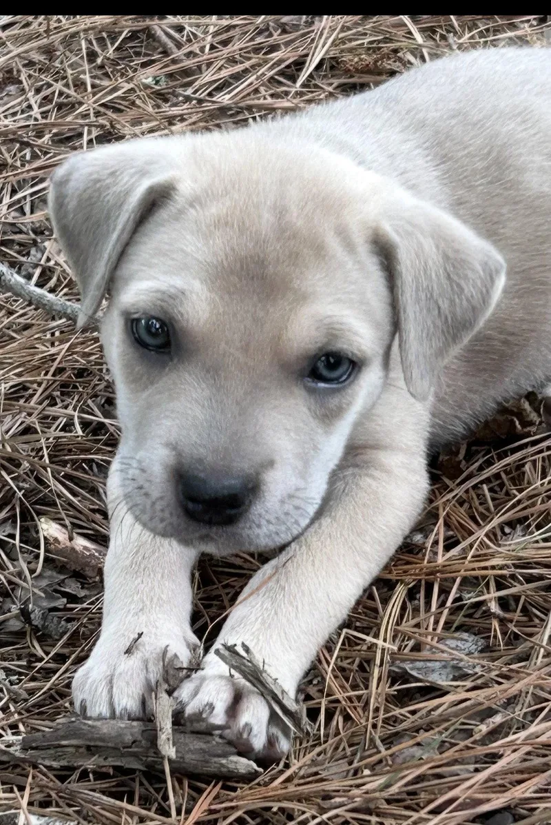 A baby large-sized female Labrador Retriever dog named Clove Lonestar for adoption in Rockaway, NJ