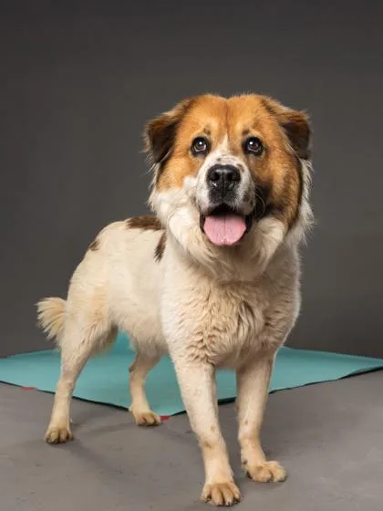 An adult medium-sized male Golden Retriever dog named Morris for adoption in Atlanta, GA