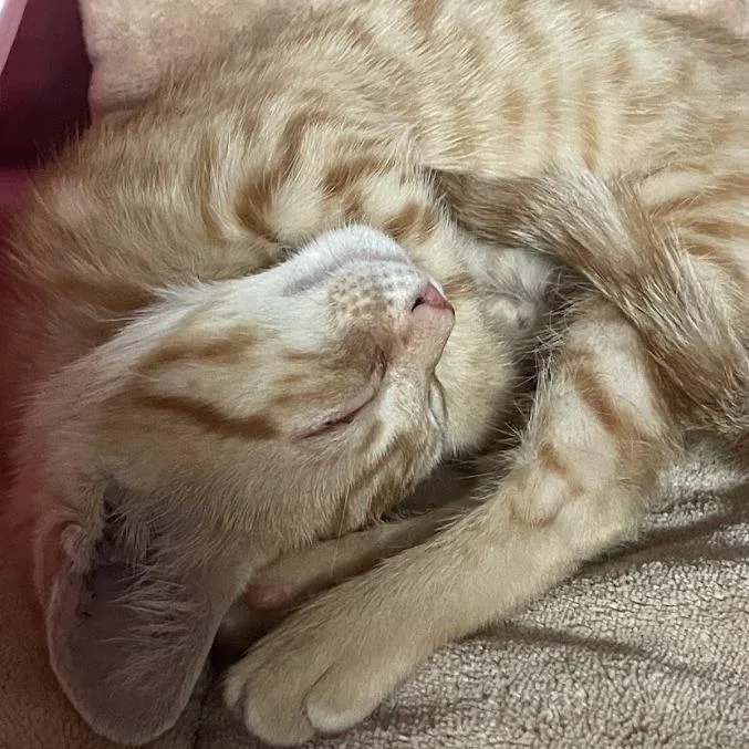 A baby small-sized male Orange / Red Domestic Short Hair cat named Bruce for adoption in Port Charlotte, FL