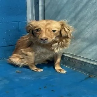 An adult small-sized female Brown / Chocolate Pomeranian dog named Willow for adoption in San Diego, CA