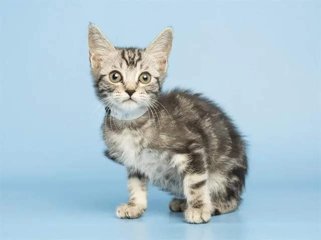 A baby small-sized female Domestic Short Hair cat named Gypsy for adoption in Phoenix, AZ