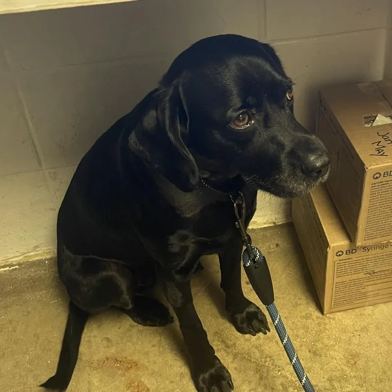 A senior medium-sized female Black Labrador Retriever dog named Lily for adoption in Albert Lea, MN