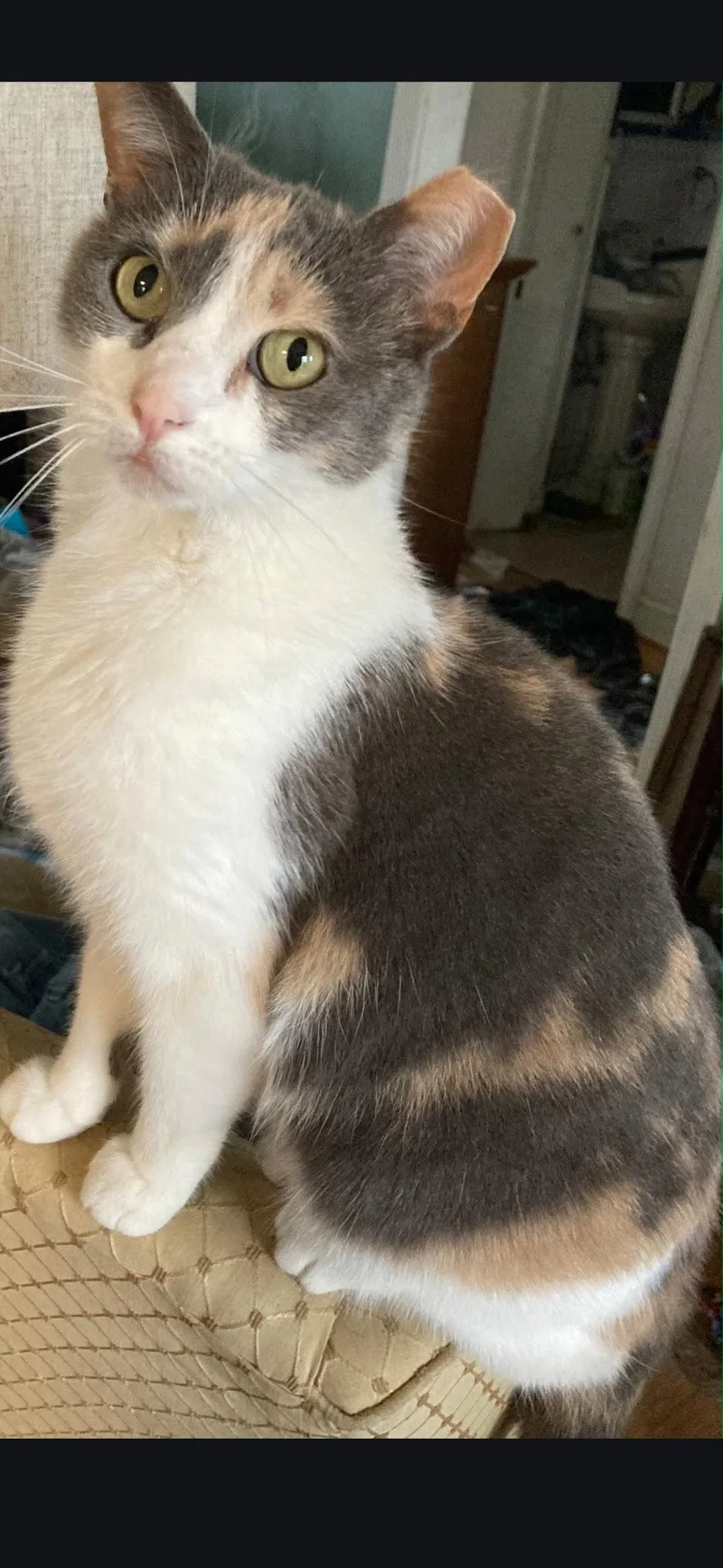 An adult small-sized female Dilute Calico cat named Pebbles for adoption in Harrisburg, PA