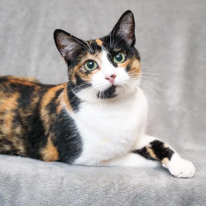An adult medium-sized female Domestic Short Hair cat named Margherita for adoption in Sunnyvale, CA