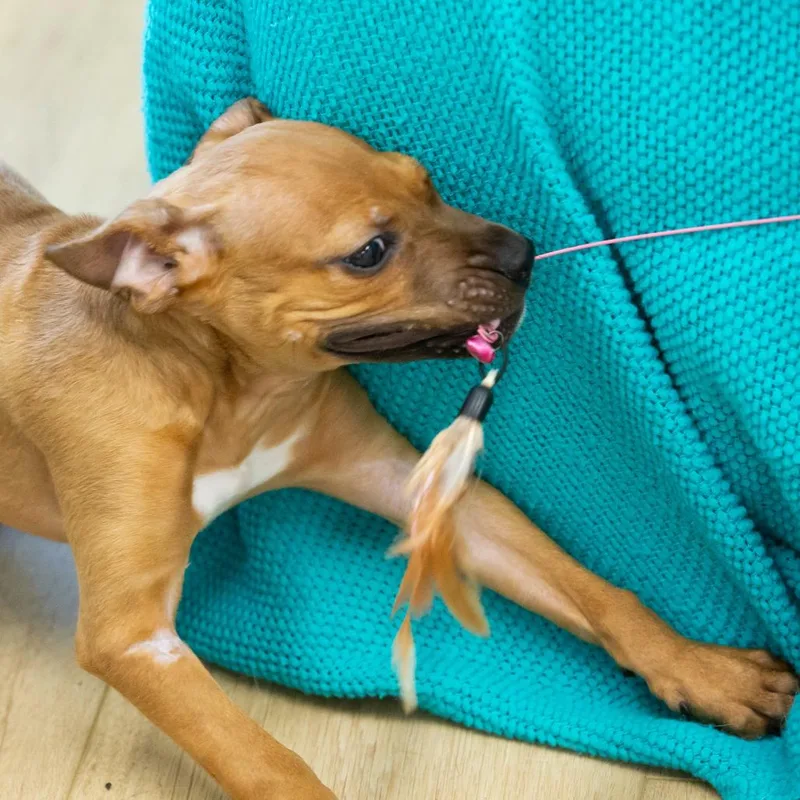A baby small-sized male Brown / Chocolate Mixed Breed dog named Randy for adoption in Cartersville, GA