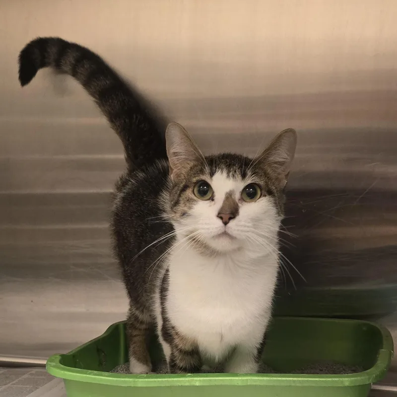 A young medium-sized female White Domestic Short Hair cat named Peyton for adoption in Cicero, IL