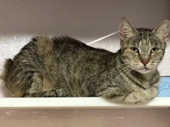 An adult medium-sized female Tabby (Buff / Tan / Fawn) Manx cat named Momma Romy for adoption in Schertz, TX