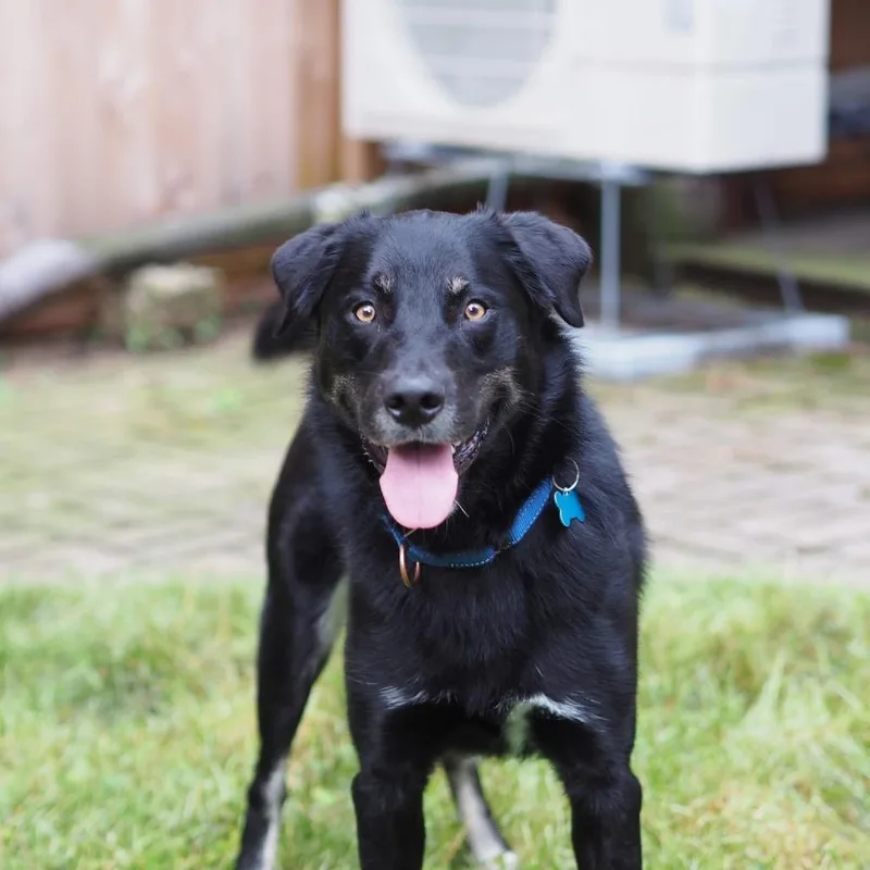 An adult medium-sized male Black Husky dog named Sugar Bear for adoption in La Grange, KY