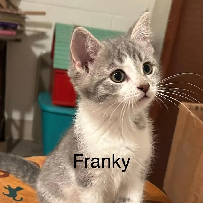 A young small-sized male Gray & White Domestic Short Hair cat named Franky for adoption in Gresham, WI