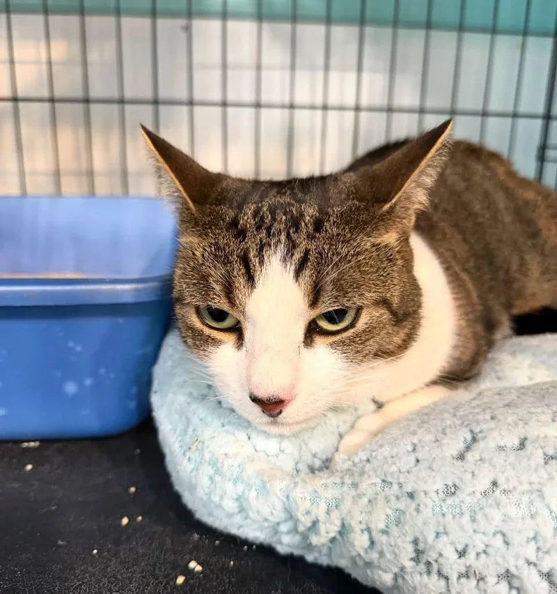 A young medium-sized female Tabby (Brown / Chocolate) Domestic Short Hair cat named Sia for adoption in Ozone Park, NY