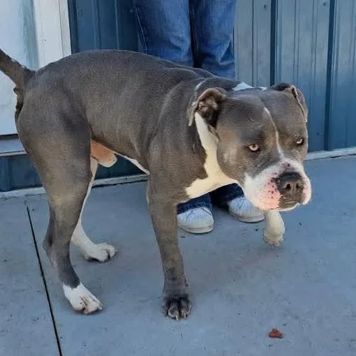 An adult large-sized male Gray / Blue / Silver Pit Bull Terrier dog named Hootie for adoption in Tama, IA