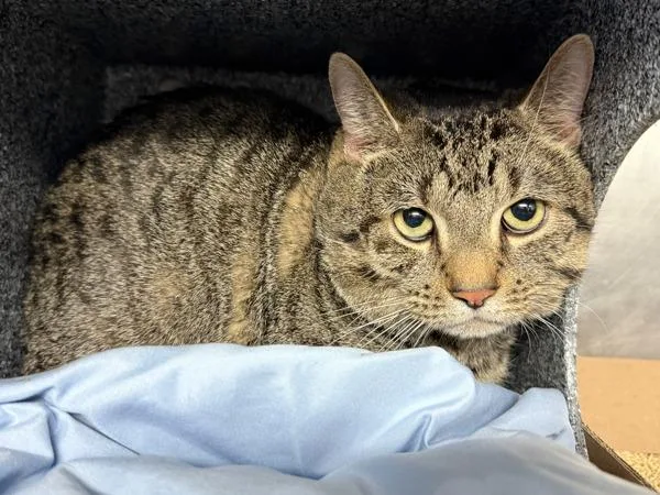 An adult large-sized male Domestic Short Hair cat named Fasah for adoption in New York, NY