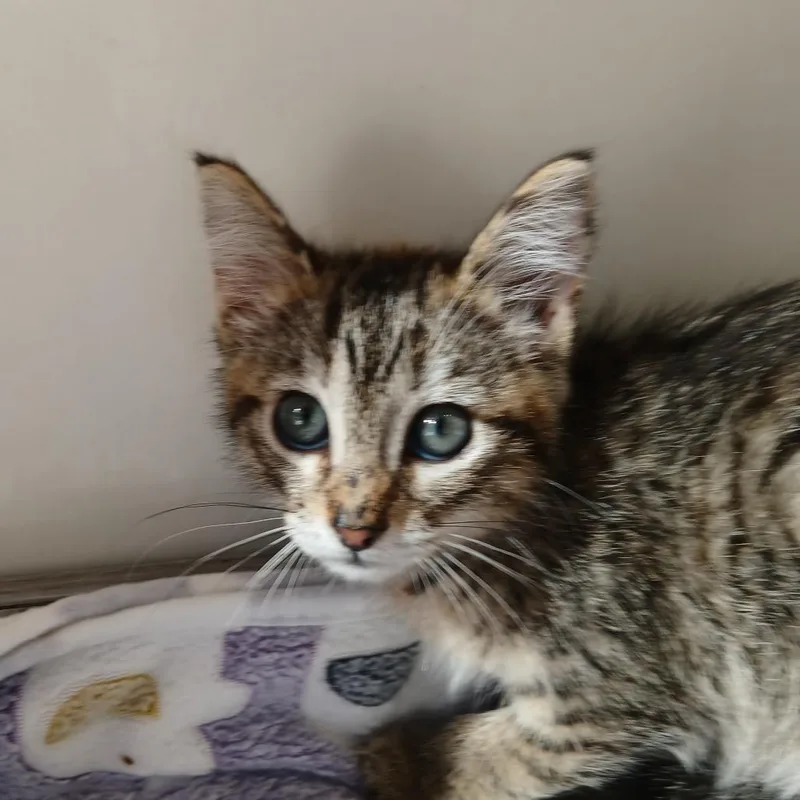 A baby small-sized female Brown / Chocolate Domestic Short Hair cat named Almond Milk for adoption in Kanab, UT