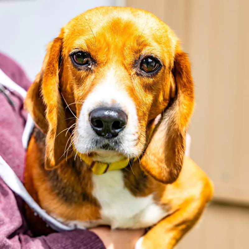 An adult small-sized female Black Beagle dog named Jersee for adoption in Naperville, IL