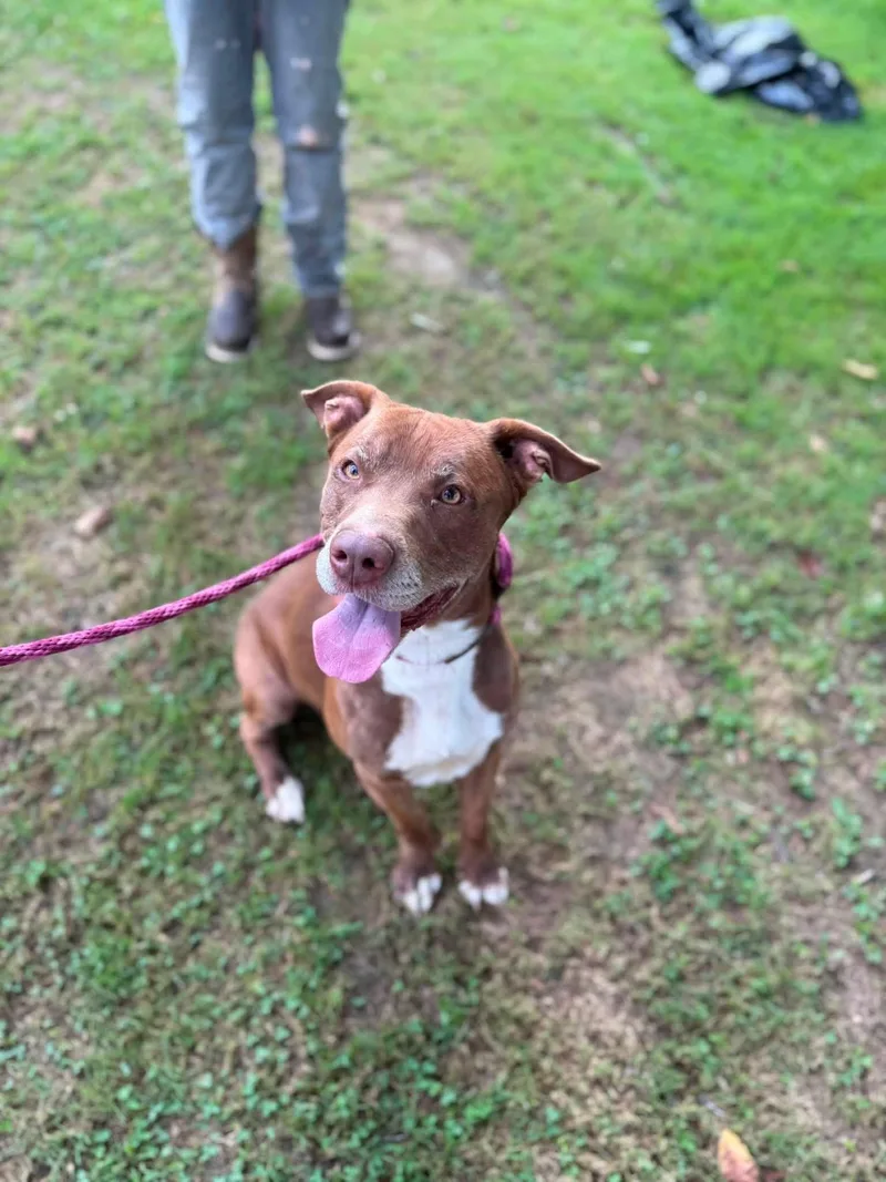 An adult medium-sized male Pit Bull Terrier dog named Bailey for adoption in Pembroke, MA
