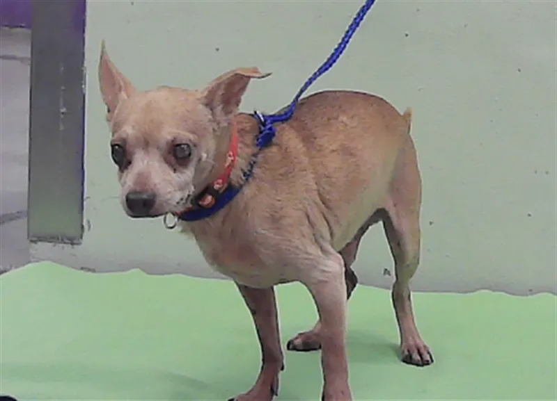 A senior small-sized male Chihuahua dog named Henry for adoption in Houston, TX