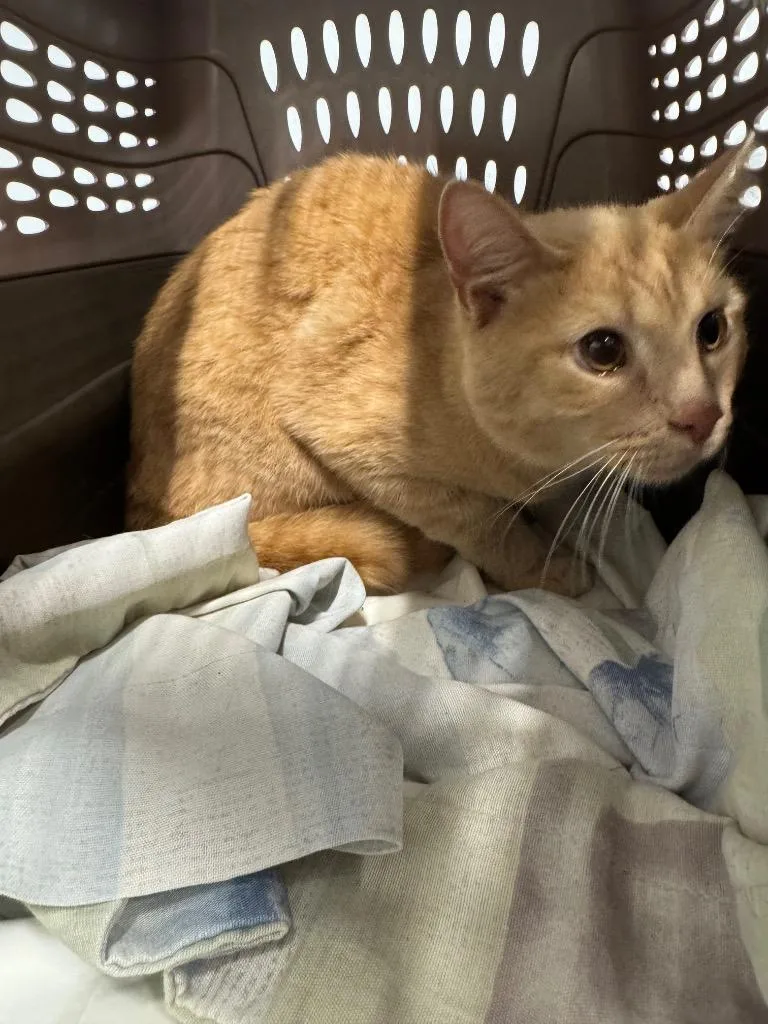 A young medium-sized male Domestic Short Hair cat named Willoughby for adoption in Bloomington, IN