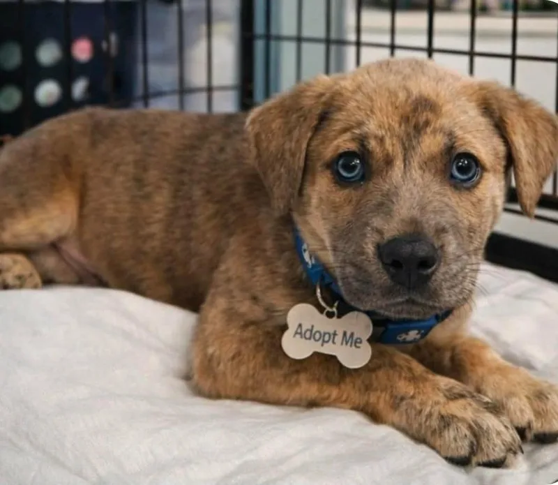A baby medium-sized female Shepherd dog named Chava for adoption in El Dorado, AR