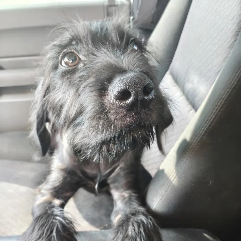 A baby large-sized male Black Wirehaired Pointing Griffon dog named Kaiser for adoption in Dallas, TX