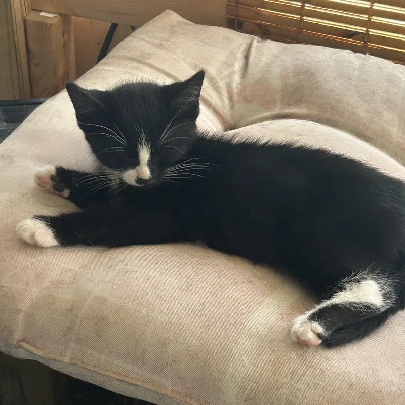 A baby medium-sized male Black & White / Tuxedo Domestic Short Hair cat named Stuart for adoption in Colonia, NJ