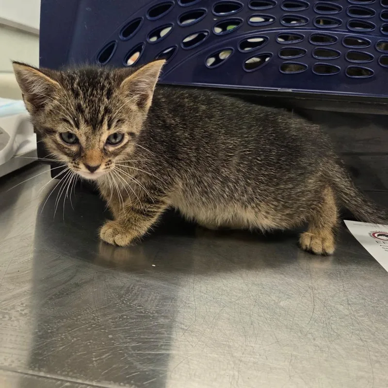 A baby small-sized male Brown / Chocolate Domestic Short Hair cat named Moe for adoption in Chattanooga, TN
