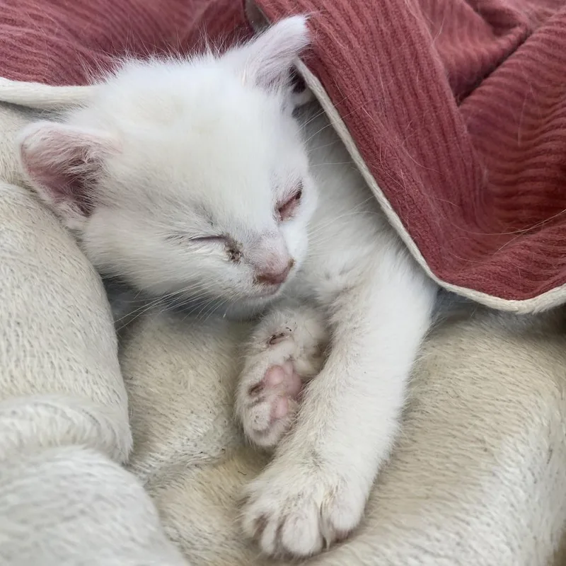 A baby small-sized male White Domestic Short Hair cat named 70877 for adoption in Harrisonburg, VA