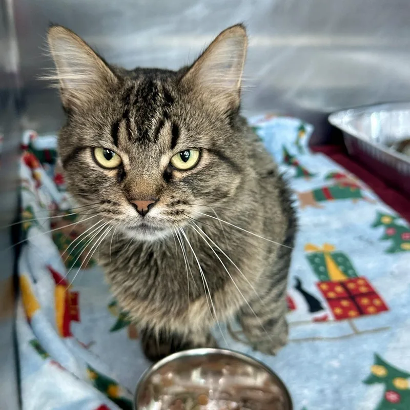 An adult medium-sized male Brown / Chocolate Domestic Medium Hair cat named Tika for adoption in Matteson, IL