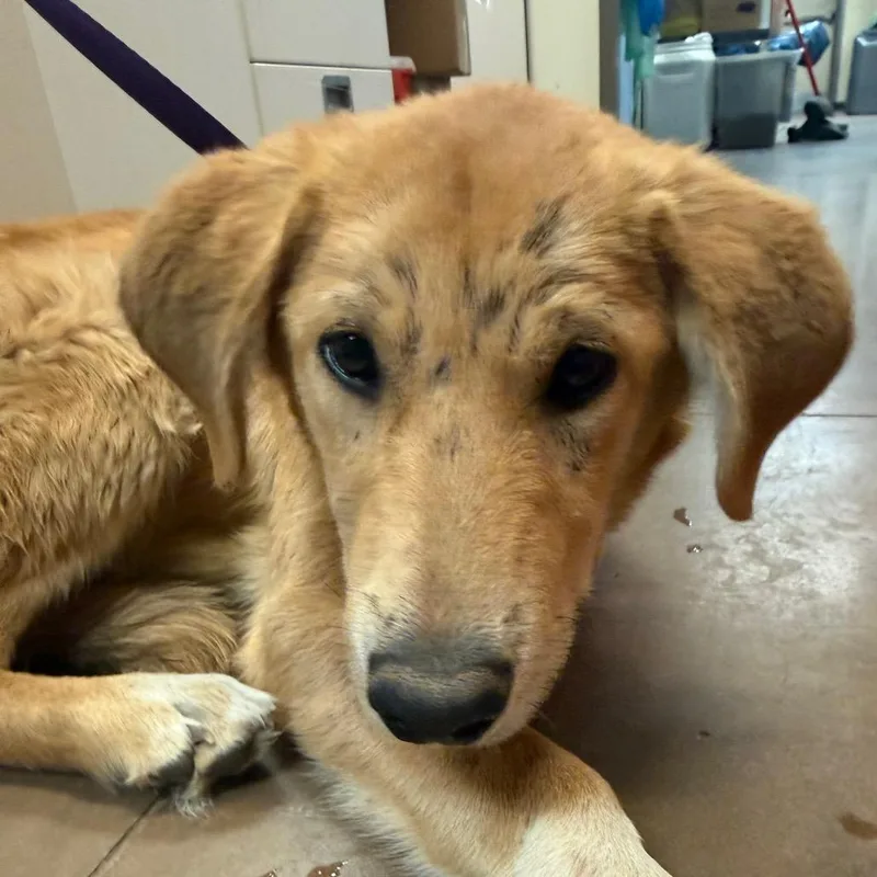 A young medium-sized male Yellow / Tan / Blond / Fawn Mixed Breed dog named Gleam for adoption in Flagstaff, AZ