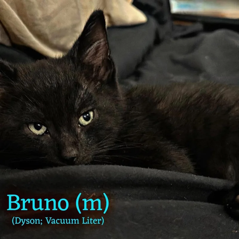 Bruno