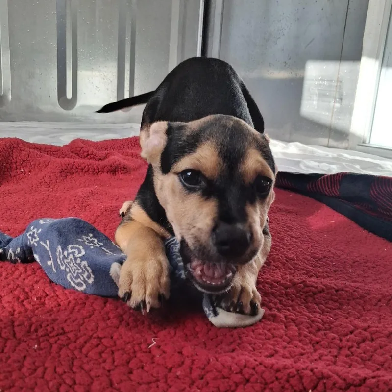 A baby medium-sized female Brown / Chocolate Cattle Dog dog named Wednesday for adoption in Freeport, FL