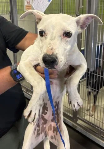 A young small-sized female Pit Bull Terrier dog named Astrid for adoption in Bakersfield, CA