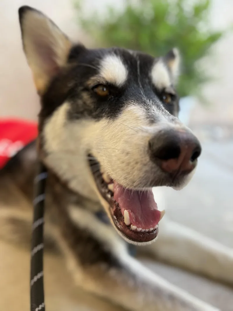 A young medium-sized female Shepherd dog named Gracie for adoption in santa monica, CA