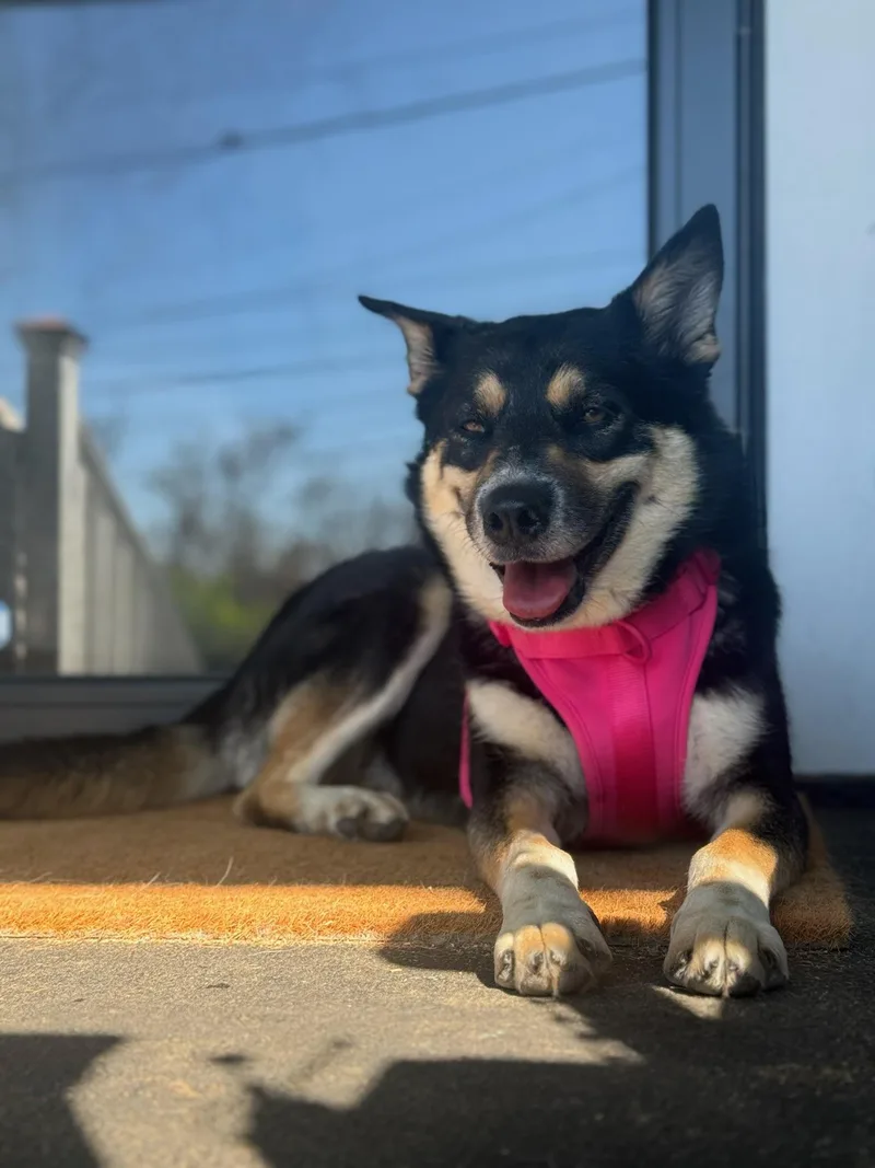 Gracie thumbnail 3
