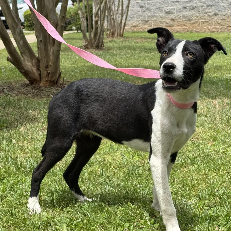 A young medium-sized female Black Border Collie dog named Loosey Goosey for adoption in Meherrin, VA