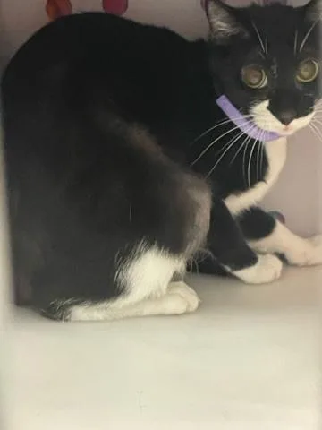 An adult medium-sized female Domestic Short Hair cat named Hope for adoption in West Palm Beach, FL