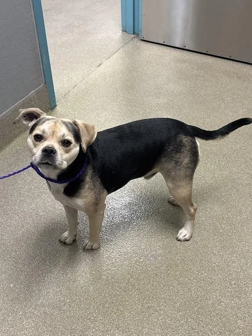 A young small-sized male Pug dog named Titan for adoption in Las Vegas, NV