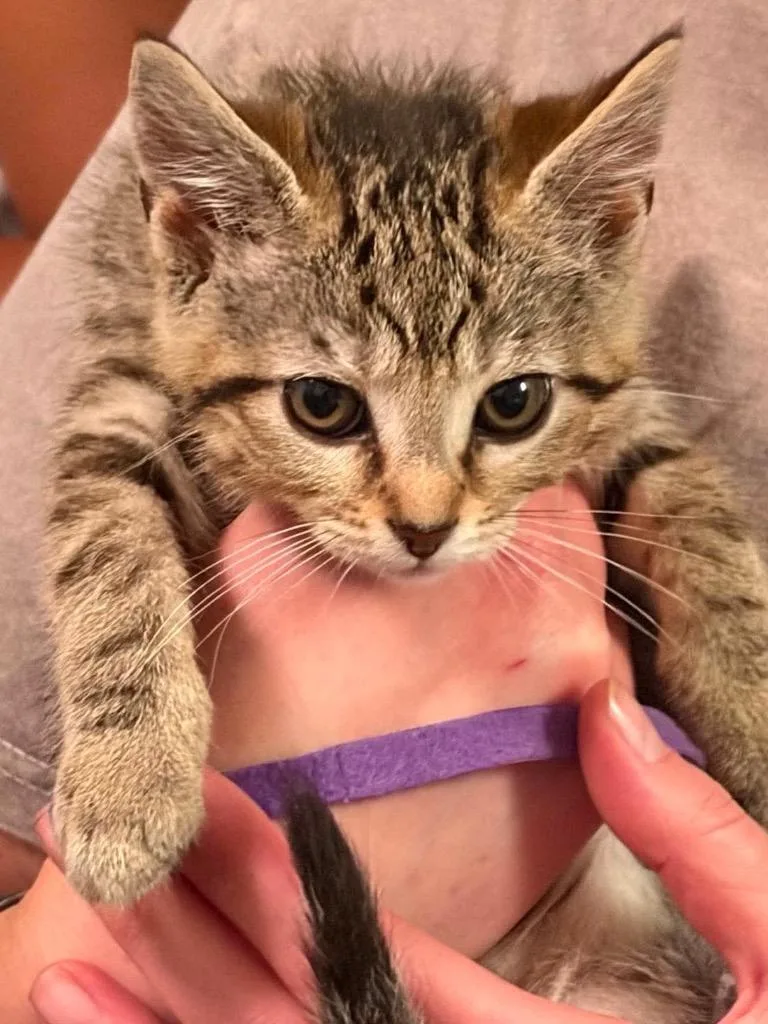 A baby small-sized female Abyssinian cat named Nova Purple for adoption in Charlotte, MI