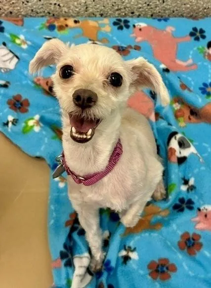 An adult small-sized female Yorkshire Terrier dog named Thelma for adoption in Littleton, CO