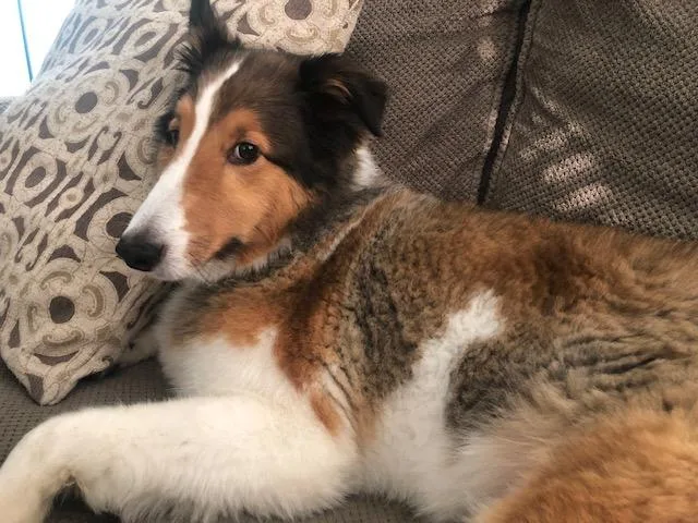 A senior medium-sized male Sable Shetland Sheepdog / Sheltie dog named Tosh for adoption in Sacramento, CA