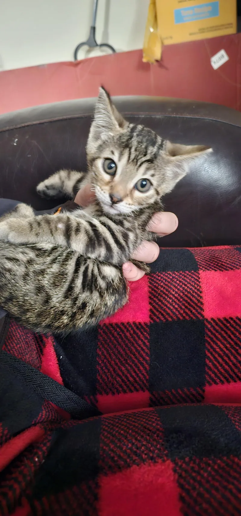 A young large-sized female Bengal cat named Alexandria Bonded With Maxine for adoption in Clawson, MI