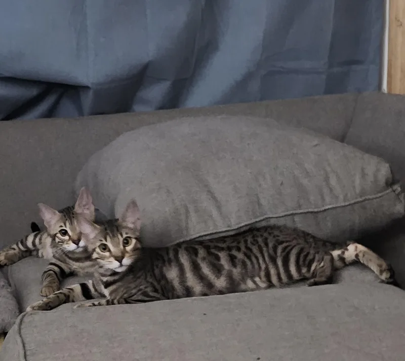 Alexandria Bonded With Maxine thumbnail 2