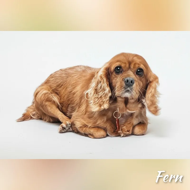 An adult small-sized female Red / Chestnut / Orange Cavalier King Charles Spaniel dog named Fern for adoption in Fredericksburg, VA