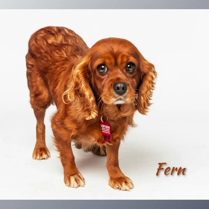Fern thumbnail 2