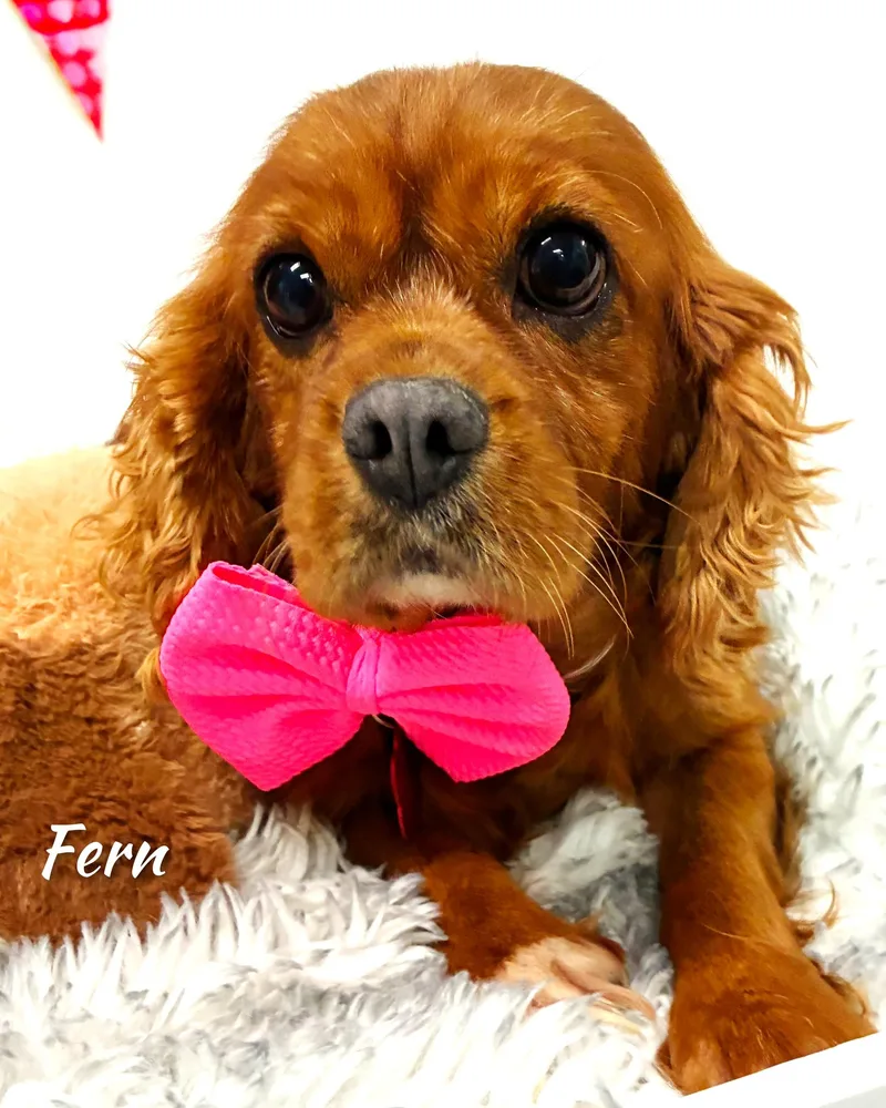 Fern thumbnail 3